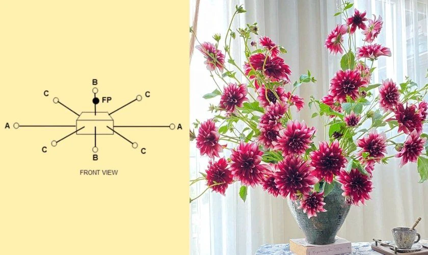 Cách cắm hoa thược dược ngày Tết bất đối xứng