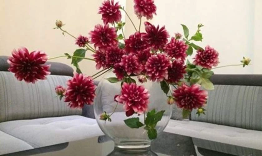 Cách cắm hoa thược dược ngày Tết với bình cổ thấp