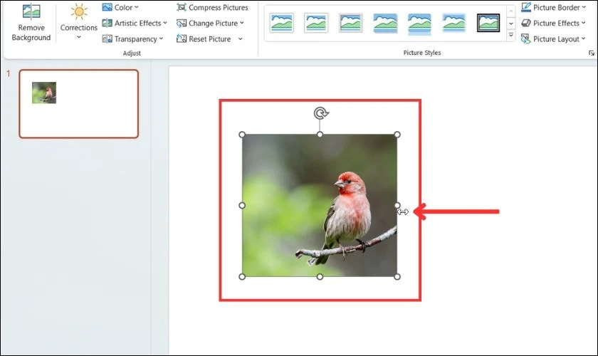 Giữ nút chuột trái và kéo để thay đổi kích thước ảnh muốn chèn vào PowerPoint