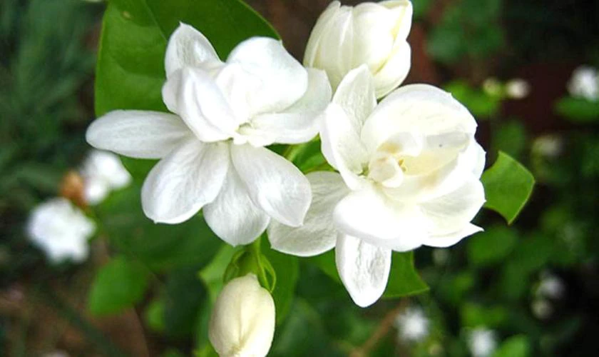 Hoa nhài