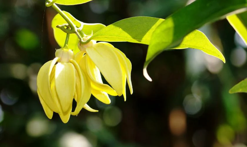 Hoa móng rồng
