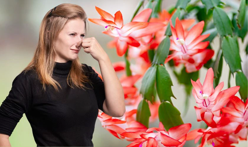 Những loại hoa có mùi hôi không nên đặt để cúng Thần Tài