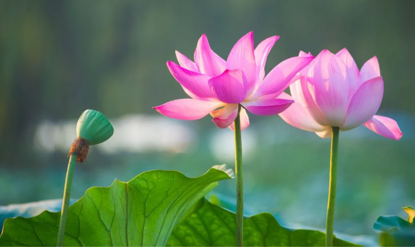 Hoa sen là loài hoa biểu tượng của sự thanh cao, thuần khiết và giác ngộ
