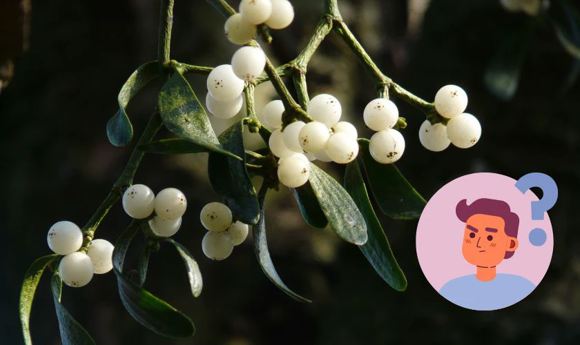 C&acirc;y tầm gửi Gi&aacute;ng sinh l&agrave; g&igrave;?