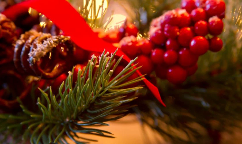 H&igrave;nh ảnh c&acirc;y mistletoe bắt mắt