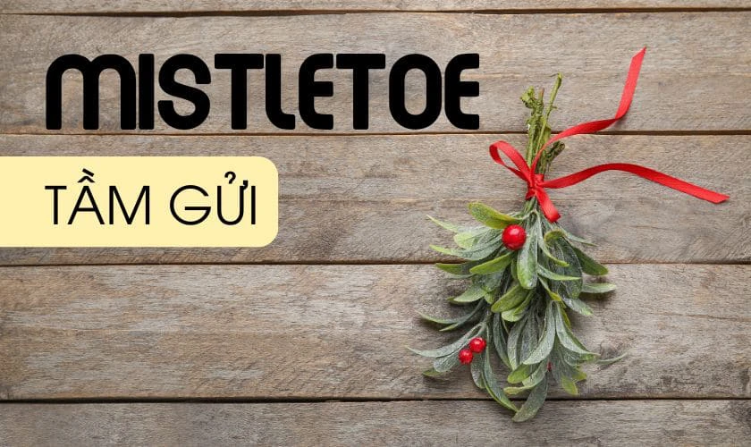 C&acirc;y tầm gửi Gi&aacute;ng sinh tiếng Anh l&agrave; g&igrave;?