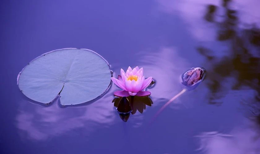 H&igrave;nh nền buồn hoa sen dưới ao
