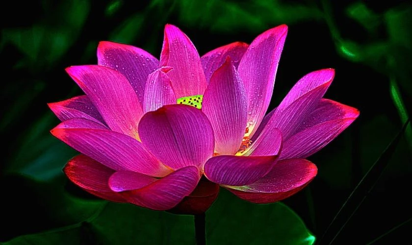 H&igrave;nh nền buồn hoa sen nở