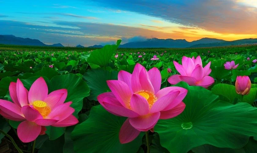 Ảnh nền buồn c&aacute;nh đồng hoa sen