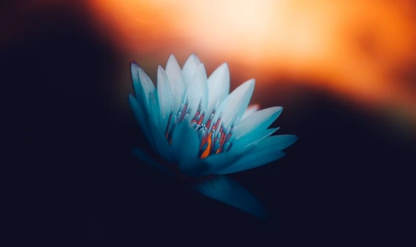 Ảnh nền Full HD 1920x1080 siêu nét 8K