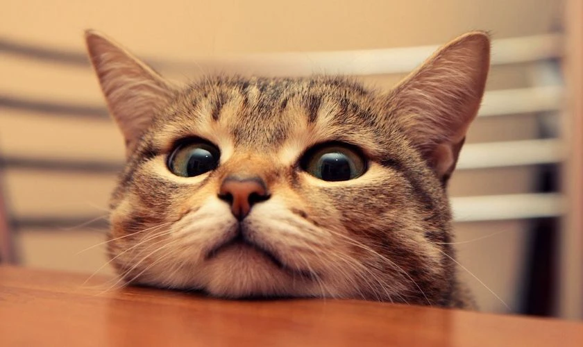 Wallpaper Full HD cho máy tính cute