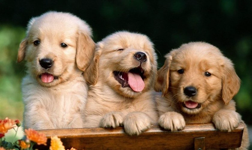 Wallpaper 1920x1080 cho máy tính cute