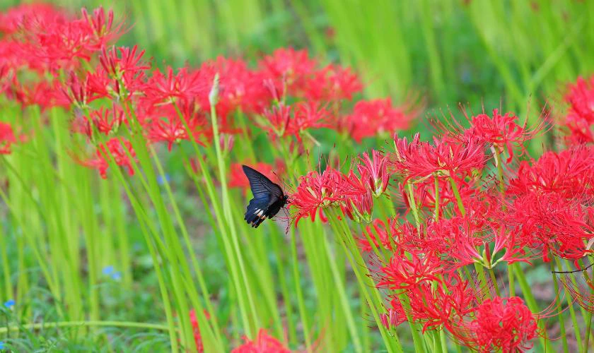 Wallpaper hoa bỉ ngạn đỏ nhiếp ảnh 4K m&aacute;y t&iacute;nh