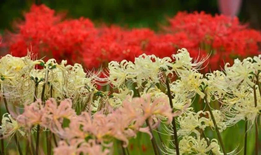 Wallpaper rừng hoa bỉ ngạn 4K cho m&aacute;y t&iacute;nh