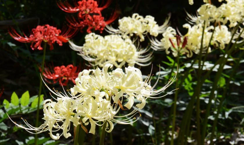 Wallpaper rừng hoa bỉ ngạn đỏ, trắng 4K cho m&aacute;y t&iacute;nh