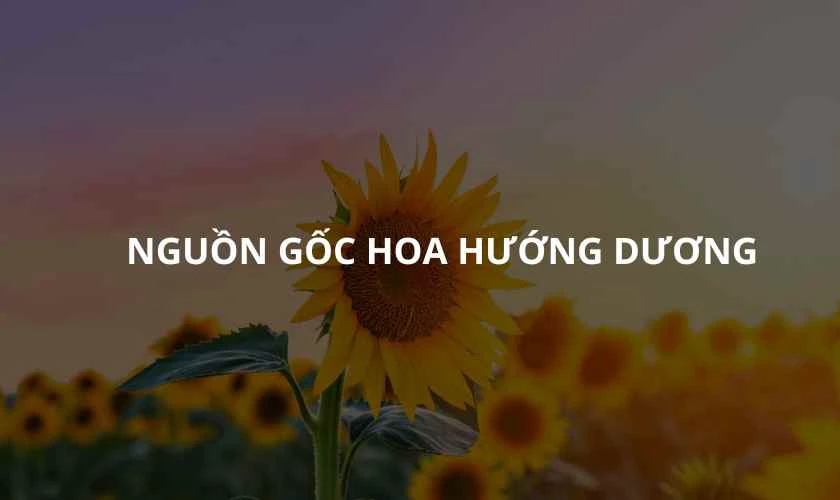T&igrave;m hiểu về &yacute; nghĩa h&igrave;nh n&ecirc;n hoa hướng dương