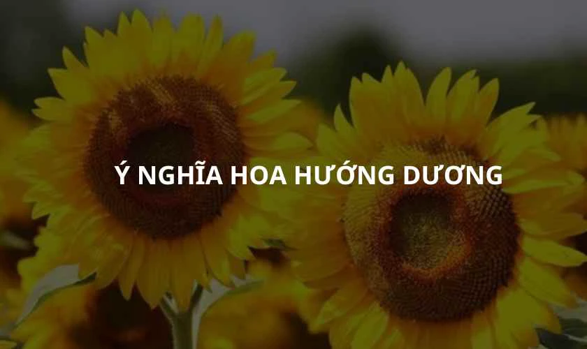 Hoa hướng dương c&oacute; &yacute; nghĩa g&igrave;?