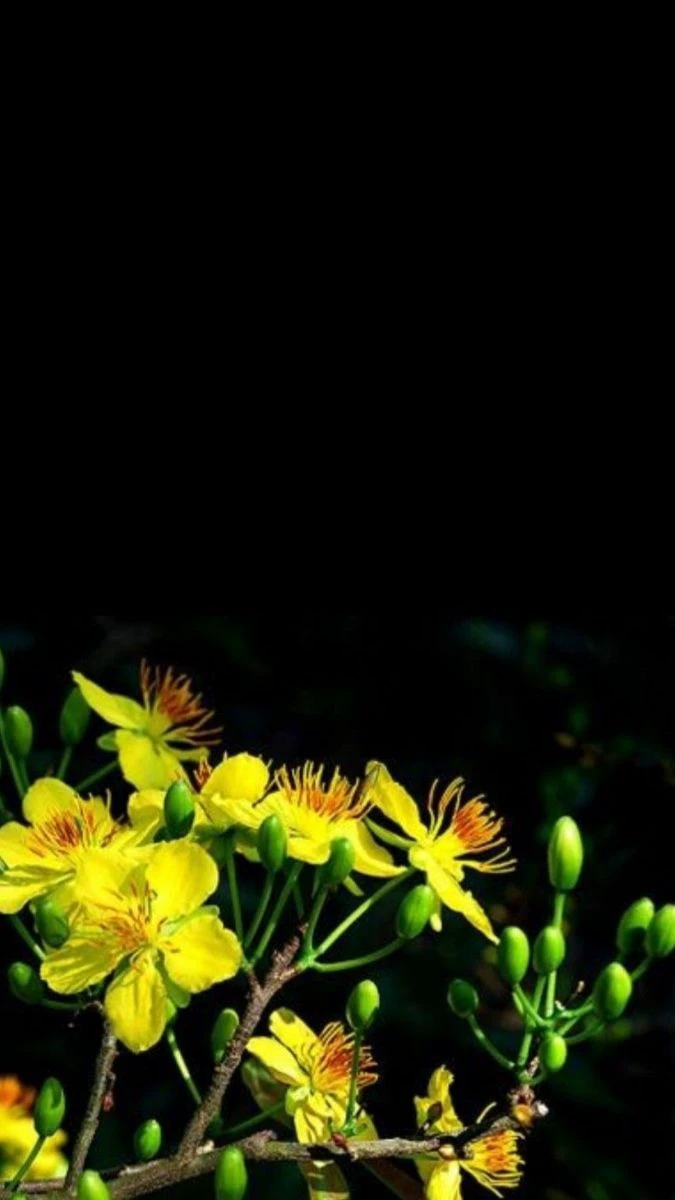 Wallpaper hoa mai Tết theo phong cách nghệ thuật