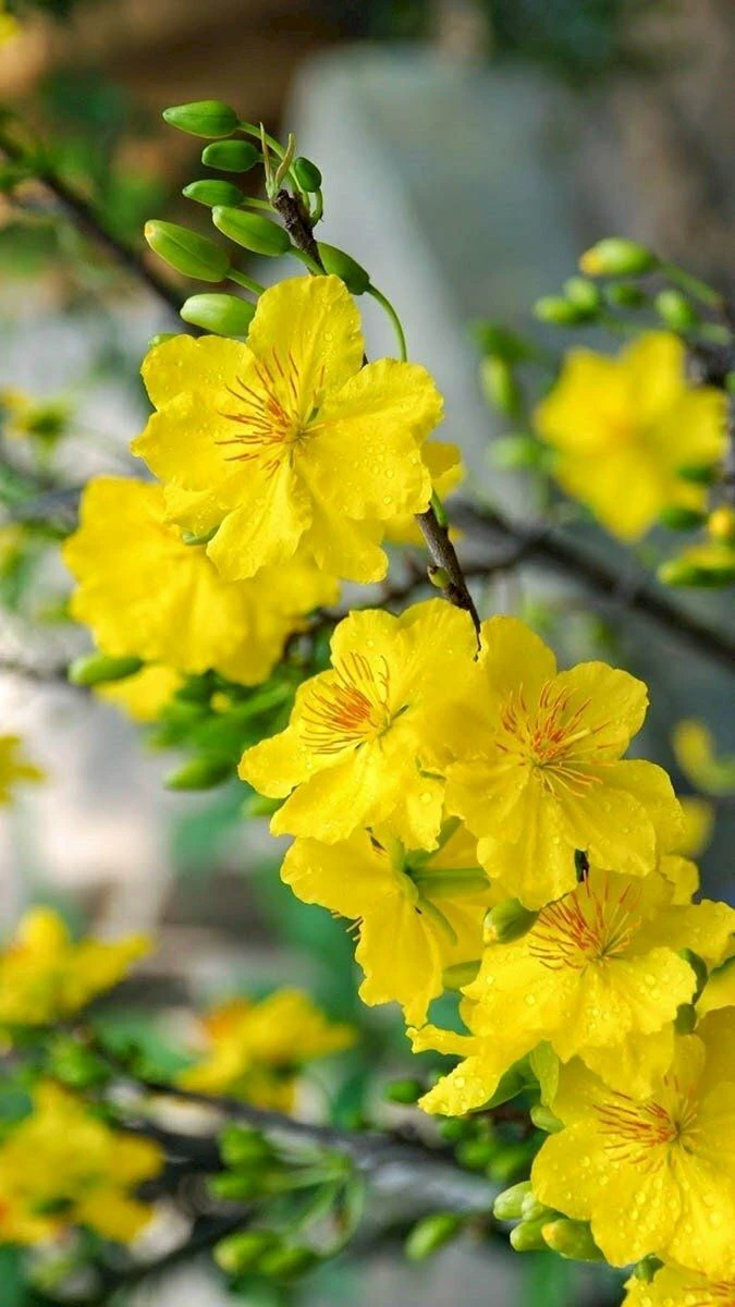 Wallpaper hoa mai theo phong cách nghệ thuật