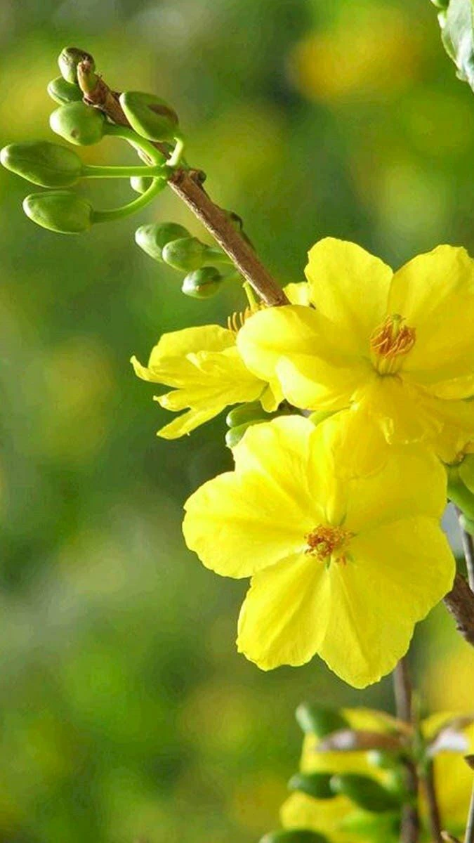 Wallpaper hoa mai Tết phong cách nghệ thuật
