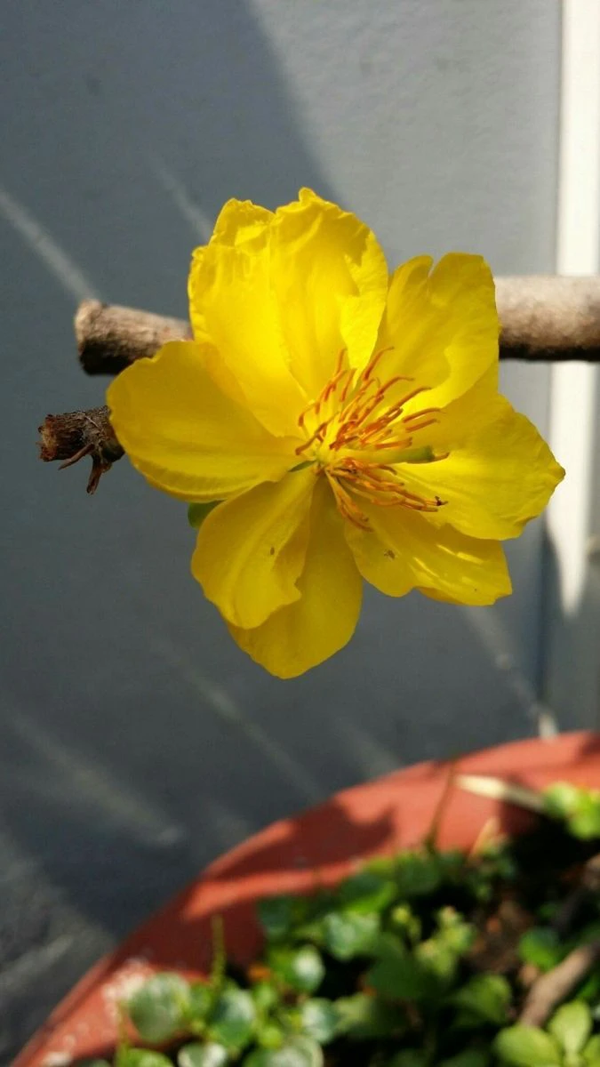 Hình nền hoa mai Tết ấn tượng