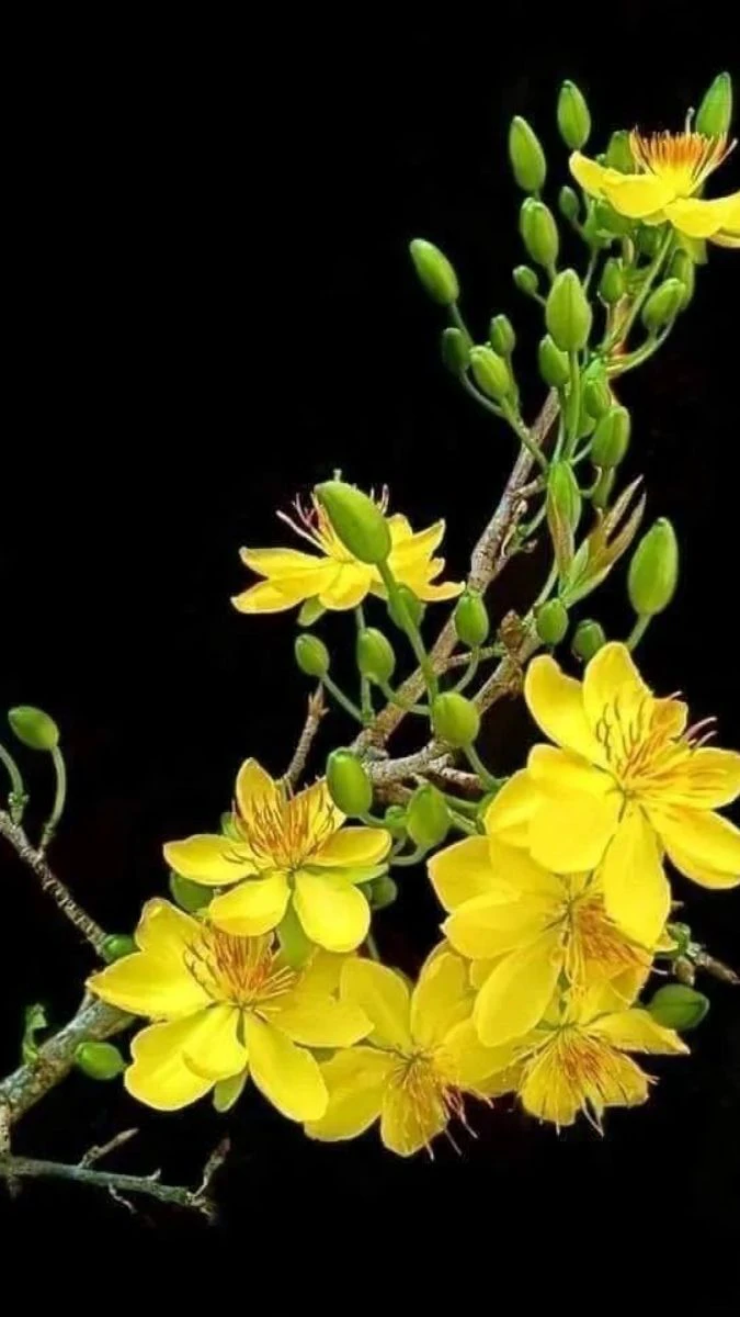 Ảnh nền hoa mai Tết ấn tượng