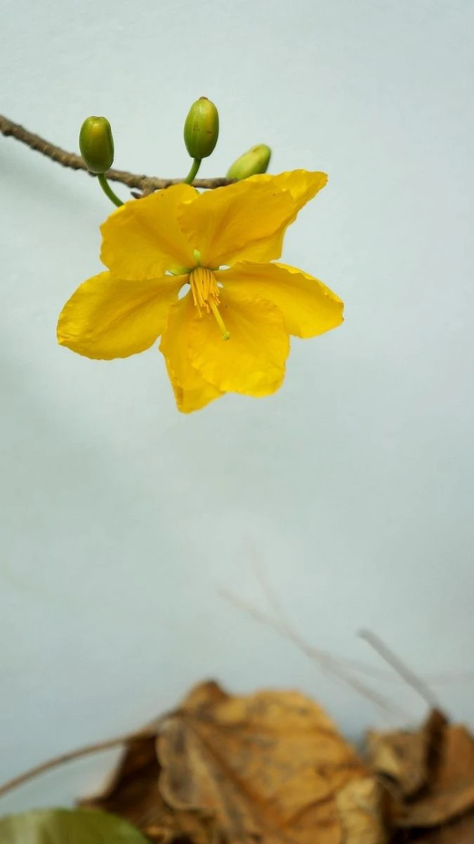 Hình nền hoa mai Tết sắc nét