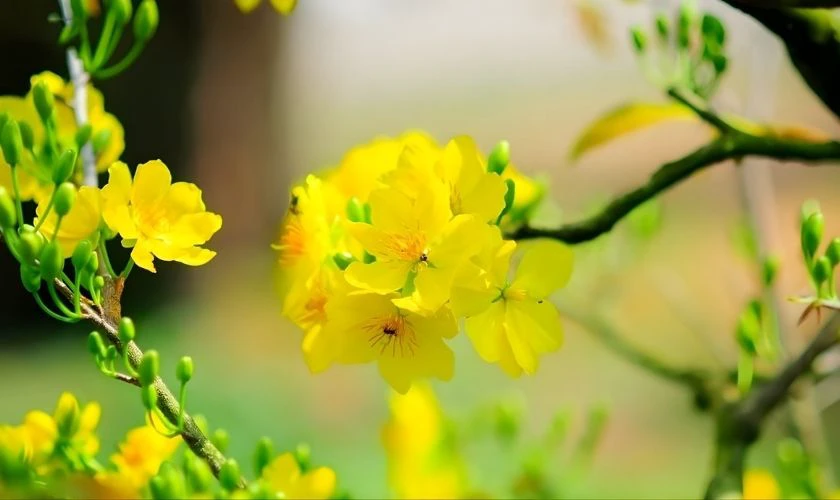 Hình nền hoa mai Tết