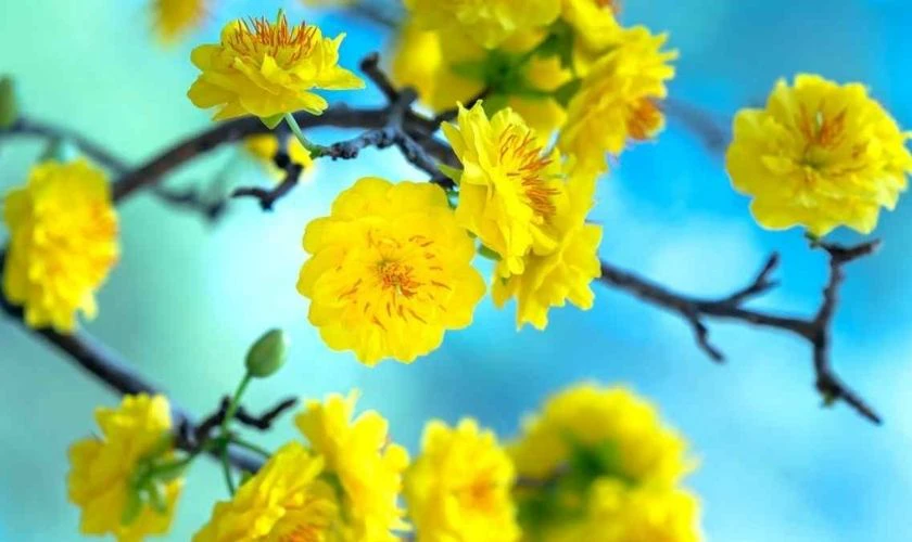 Wallpaper hoa mai Tết 2026 Full HD, 4K