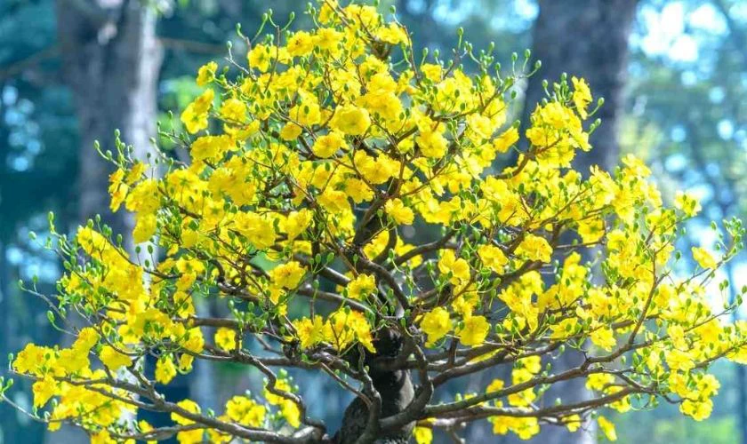 Wallpaper hoa mai Tết ấn tượng 2026