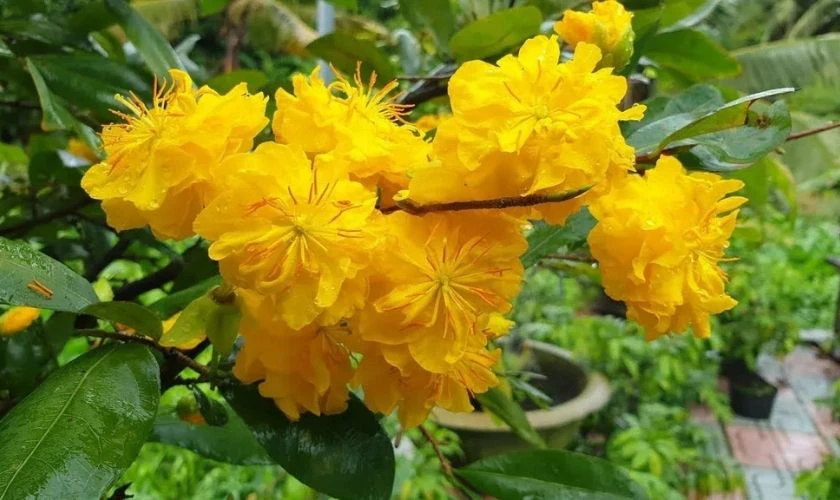 Wallpaper hoa mai Tết 2026 Full HD