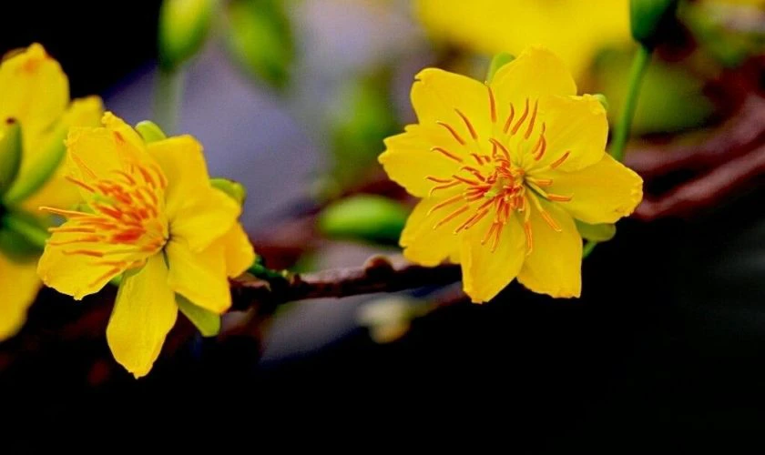 Ảnh nền hoa mai Tết