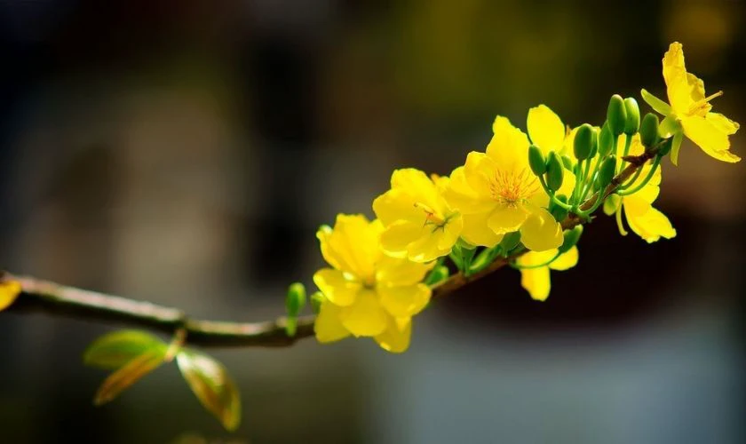 Hình nền hoa mai Tết Full HD, 4K
