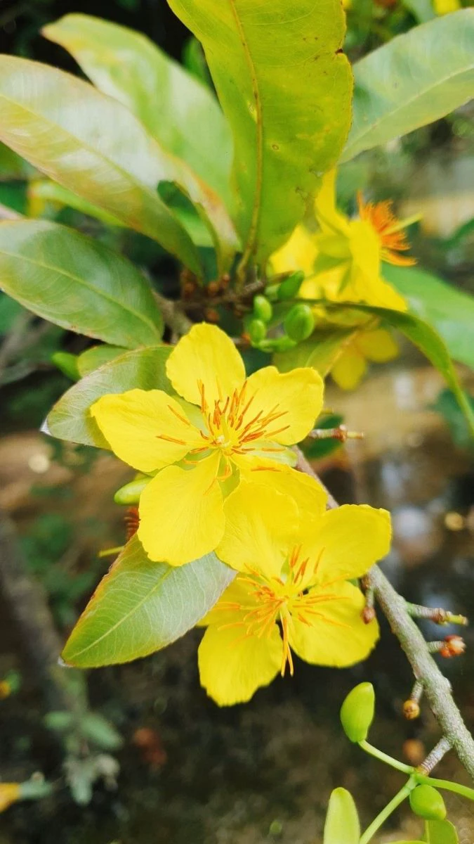 Ảnh nền hoa mai đẹp