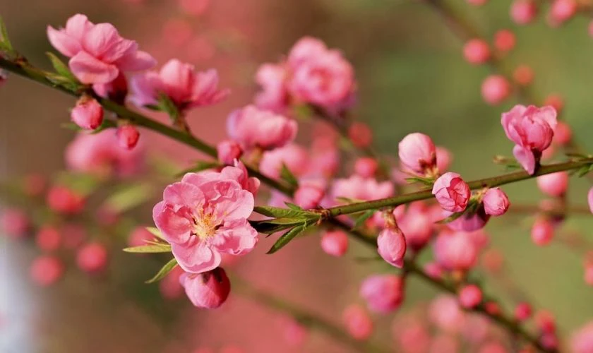 Hình nền hoa đào ngày Tết