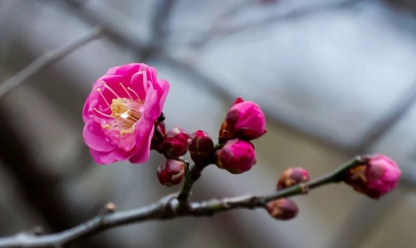 Ảnh nền hoa đào ngày Tết