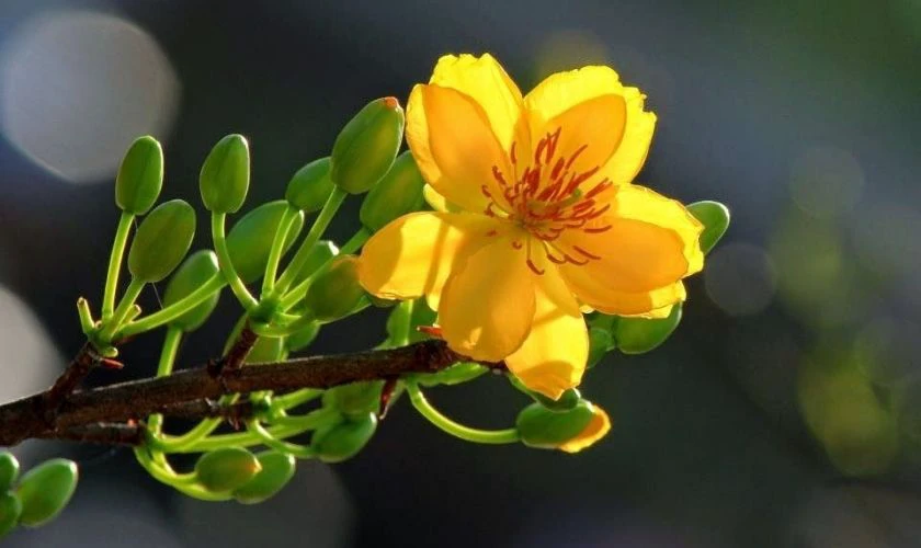 Ảnh nền hoa mai ngày Tết cho máy tính