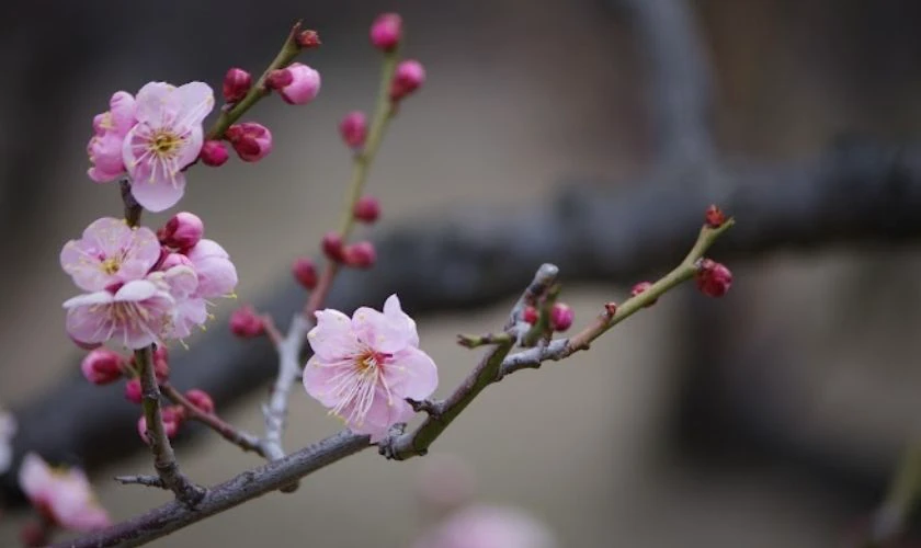 Wallpaper hoa đào ngày Tết đẹp 2026 cho máy tính