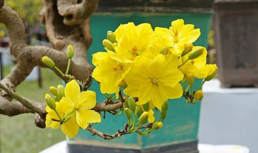 Hình nền hoa mai ngày Tết cho máy tính