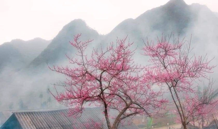 Wallpaper hoa đào ngày Tết