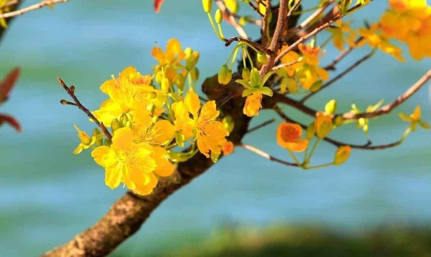 Ảnh nền hoa mai Tết 2026 chúc mừng năm mới