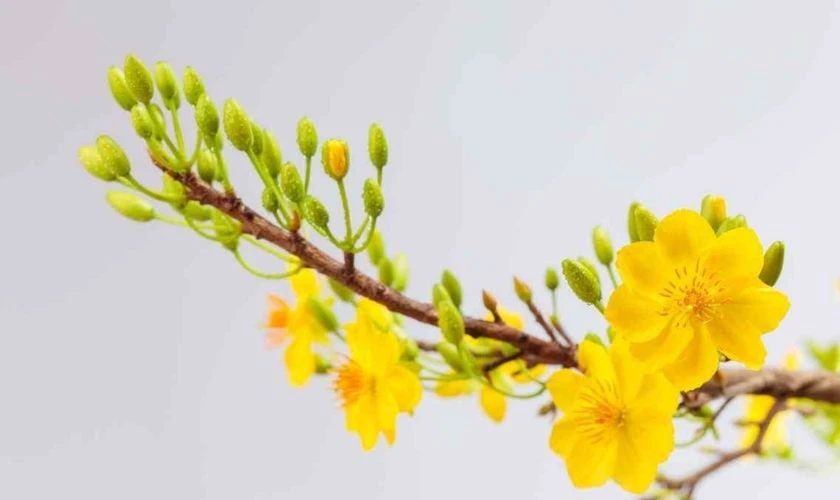 Ảnh nền hoa mai Tết chúc mừng năm mới