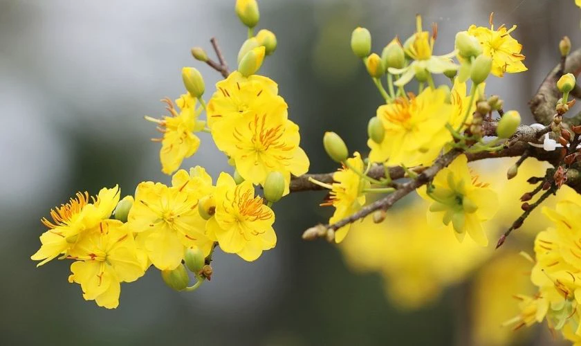 Wallpaper hoa mai Tết 2026 chúc mừng năm mới