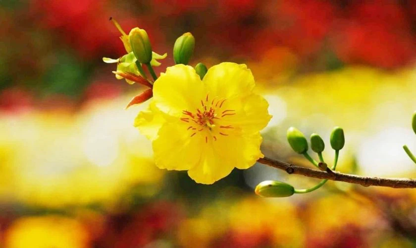 Wallpaper hoa mai Tết chúc mừng năm mới