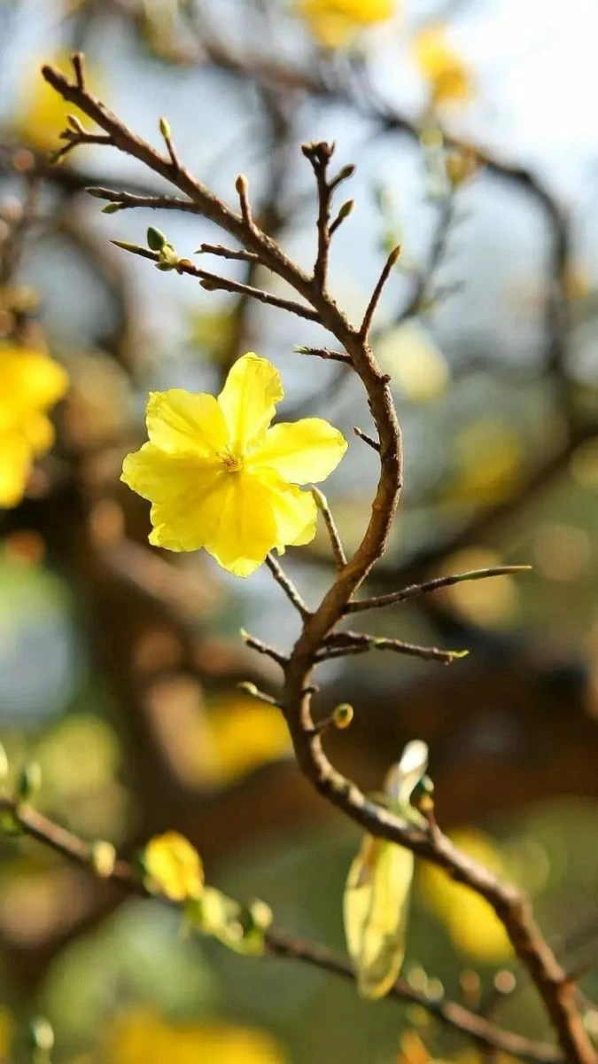 Hình nền hoa mai Tết đẹp