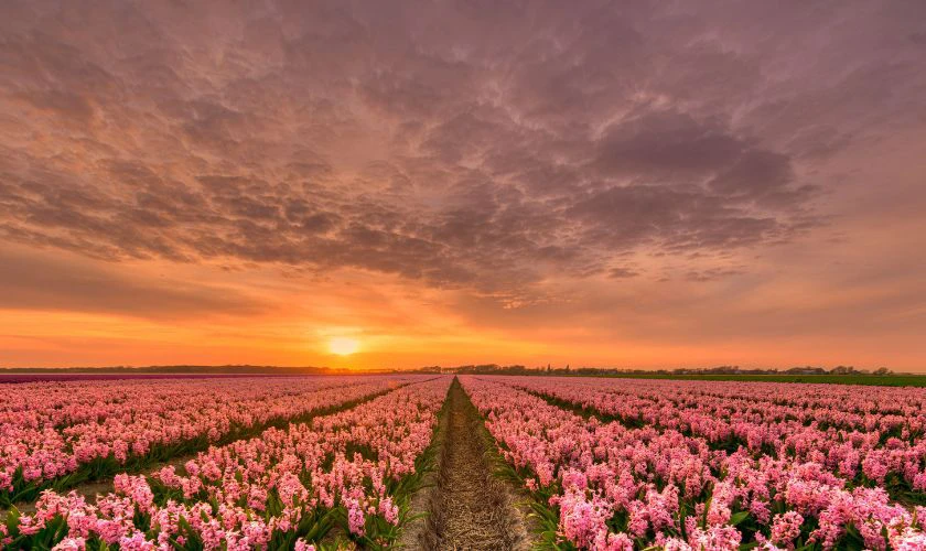 &Yacute; nghĩa của h&igrave;nh nền hoa Tulip trong cuộc sống