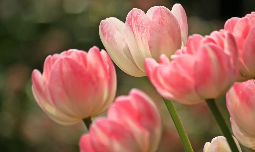 H&igrave;nh nền hoa Tulip m&agrave;u hồng mộng mơ