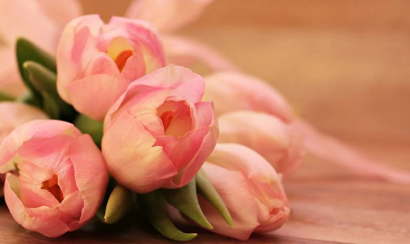 H&igrave;nh nền hoa Tulip m&agrave;u hồng 