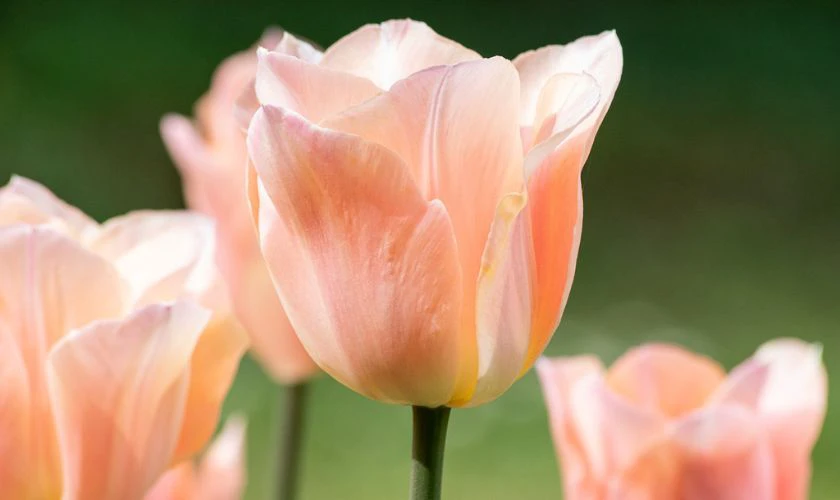 H&igrave;nh nền hoa Tulip m&agrave;u hồng mộng mơ đẹp