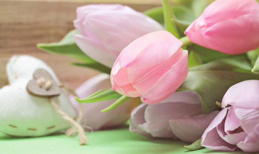 H&igrave;nh nền hoa Tulip m&agrave;u hồng phớt mộng mơ